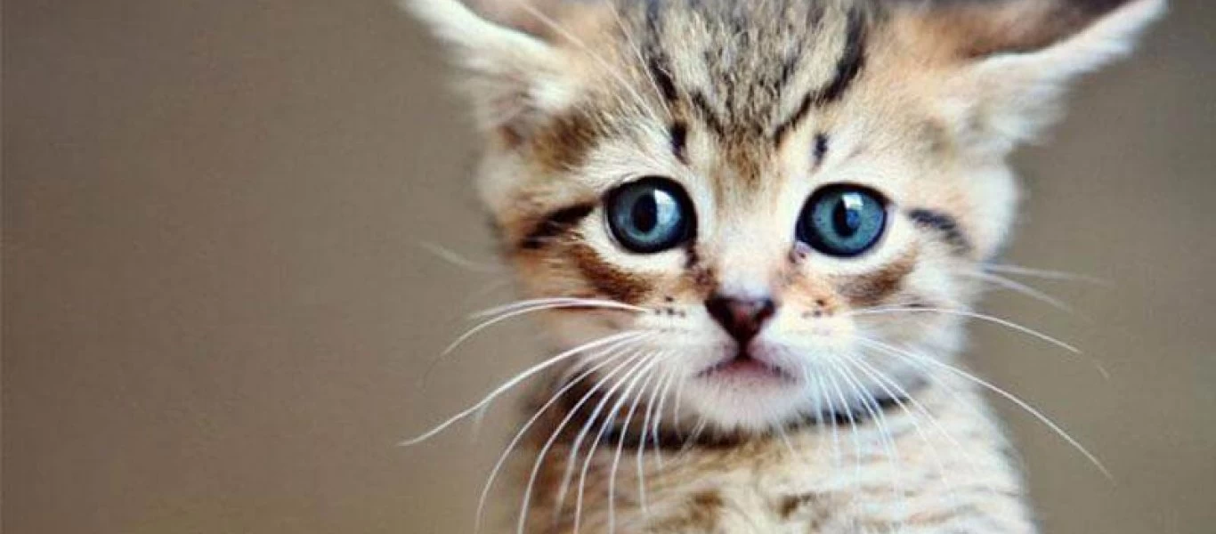 Μυτιλήνη: 52χρονος σκότωσε γατάκι πατώντας το με τα πόδια του